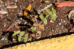 Euphorbia ophthalmica image