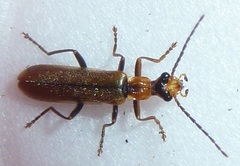 Podabrus cavicollis
