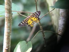 Dysphania bivexillata