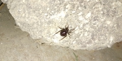 Steatoda grossa