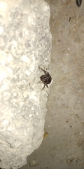 Steatoda grossa