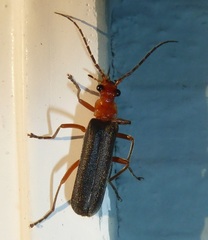 Podabrus pruinosus diversipes