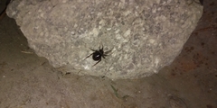 Steatoda grossa