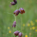 Fritillaria meleagroides - Photo (c) Алексей Эбель, some rights reserved (CC BY-NC), uploaded by Алексей Эбель