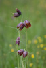 Fritillaria meleagroides - Photo (c) Алексей Эбель, some rights reserved (CC BY-NC), uploaded by Алексей Эбель