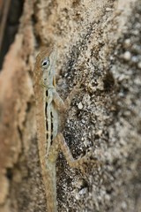 Anolis lineatus