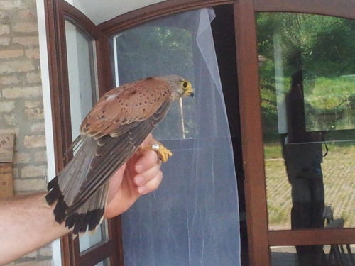 Falco tinnunculus