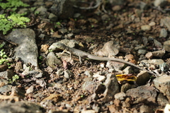 Cnemidophorus murinus