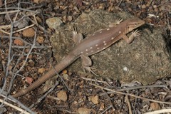 Cnemidophorus murinus