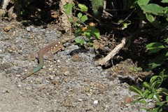 Cnemidophorus murinus