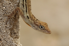Anolis lineatus