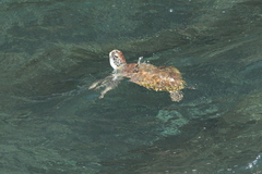Chelonia mydas