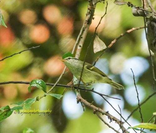 Large-billed Leaf Warbler (Phylloscopus magnirostris), photo 9