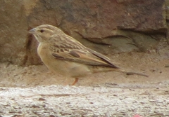 Emberiza impetuani
