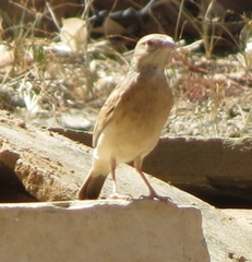 Emberiza impetuani