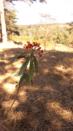 tropical milkweed