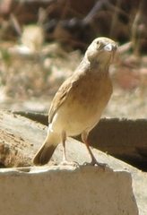 Emberiza impetuani