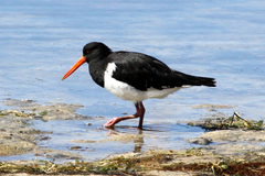 Haematopus longirostris