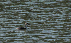Podiceps cristatus