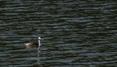 Podiceps cristatus