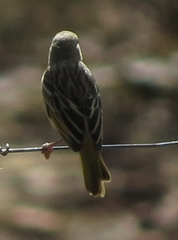 Crithagra flaviventris