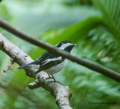 Ficedula westermanni