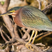 Green Heron - Photo (c) BJ Stacey, some rights reserved (CC BY-NC), uploaded by BJ Stacey