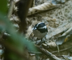 Ficedula westermanni