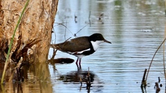 Erythrogonys cinctus