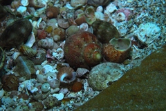 Phasianella ventricosa