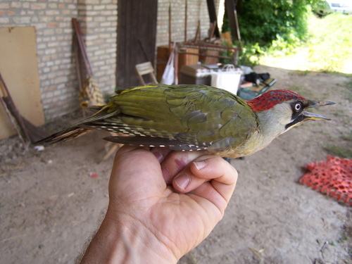 Picus viridis