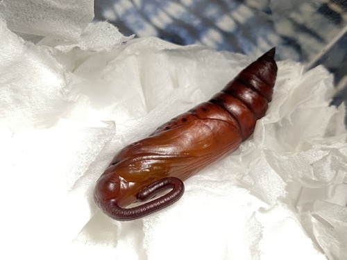 Convolvulus Hawkmoth