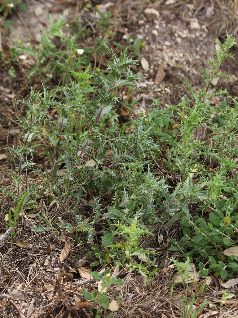 Carlininae from [Limbara3] Tempio Pausania, Sassari, Italia on June 22