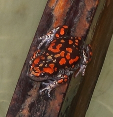 Phrynomantis annectens