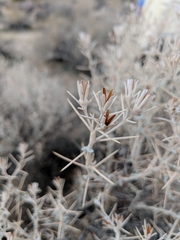 Tetradymia stenolepis