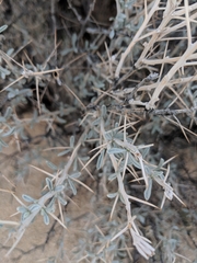 Tetradymia stenolepis