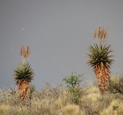 Aloe littoralis image