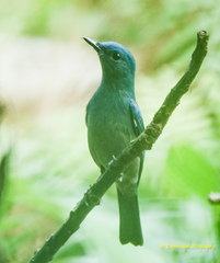 Cyornis unicolor