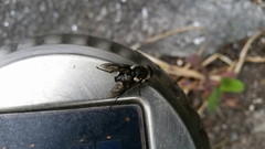 Scaptia adrel