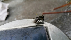 Scaptia adrel