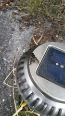 Scaptia adrel