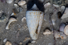 Conus spurius image