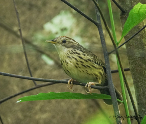 Puff-throated Babbler (Pellorneum ruficeps), photo 8