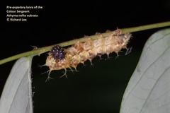 Athyma nefte subrata