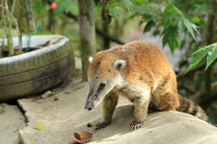 Nasua olivacea