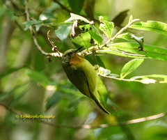Chalcoparia singalensis