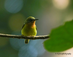 Chalcoparia singalensis