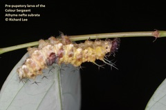 Athyma nefte subrata