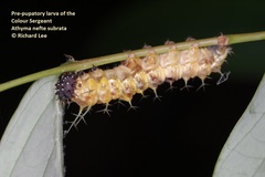 Athyma nefte subrata