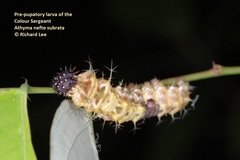 Athyma nefte subrata